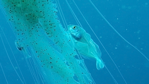 Psenes pellucidus (花瓣玉鯧)-資源代表圖