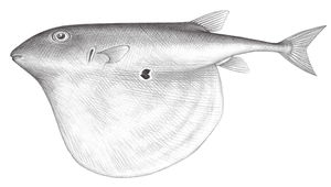 Triodon macropterus (三齒魨)-資源代表圖