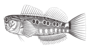 Ecsenius oculus (眼斑無鬚鳚)