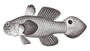 Parachaeturichthys polynema (多鬚擬矛尾鰕虎)-資源代表圖
