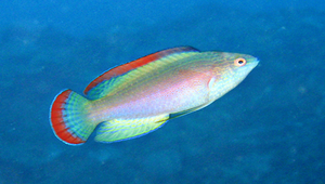Cirrhilabrus rubrimarginatus (紅緣絲鰭鸚鯛)