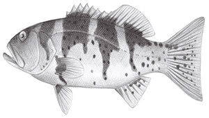 Plectropomus laevis (橫斑刺鰓鮨)
