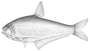 Setipinna tenuifilis (黃鯽)