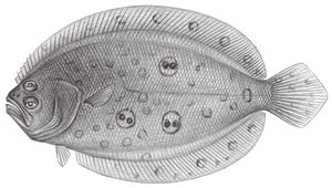 Pseudorhombus dupliciocellatus (重點斑鮃)