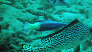 Labroides bicolor (雙色裂唇魚)