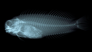 Cirripectes variolosus (暗褐頸鬚鳚)縮圖