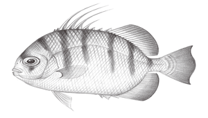 Ephippus orbis (圓白鯧)
