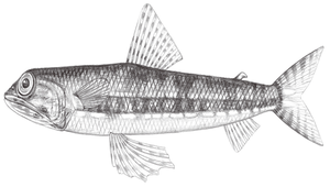Synodus rubromarmoratus (紅花斑狗母魚)縮圖