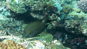 Acanthurus nigrofuscus (褐斑刺尾鯛)