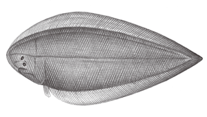 Cynoglossus robustus (寬體舌鰨)縮圖