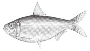 Sardinella fimbriata (繸鱗小沙丁魚)縮圖