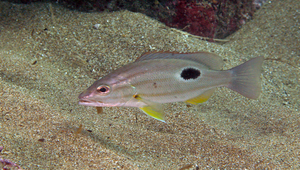 Lutjanus russellii (勒氏笛鯛)縮圖