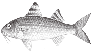 Upeneus sulphureus (黃帶緋鯉)縮圖