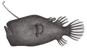 Cryptopsaras couesii (密棘角鮟鱇)縮圖