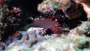 Pseudocheilinus hexataenia (六帶擬唇魚)