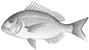 Pagrus major (真鯛)縮圖