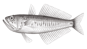 Champsodon snyderi (斯氏鱷齒魚)縮圖