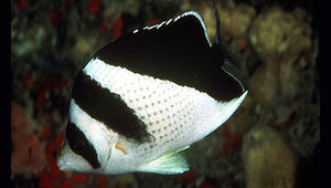 Chaetodon burgessi (柏氏蝴蝶魚)-資源代表圖