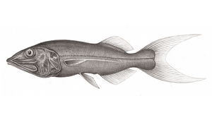 Talismania longifilis (絲尾塔氏魚)縮圖