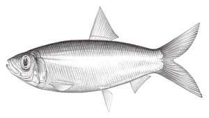 Dussumieria acuta (尖尾圓腹鯡)縮圖