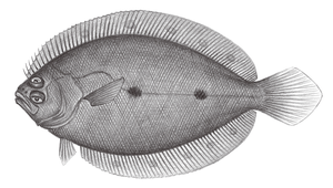 Pseudorhombus neglectus (南海斑鮃)縮圖