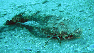 Inimicus sinensis (中華鬼鮋)縮圖