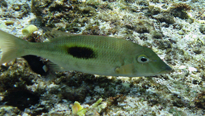 Lethrinus harak (單斑龍占魚)縮圖