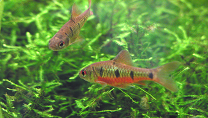 Puntius snyderi (斯奈德小鲃)縮圖
