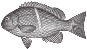 Girella mezina (黃帶瓜子鱲)縮圖