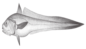 Bathygadus nipponicus (日本底尾鱈)縮圖