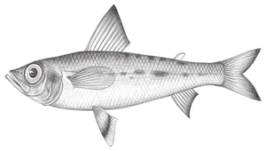 Chlorophthalmus nigromarginatus (黑緣青眼魚)縮圖