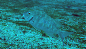 Lethrinus genivittatus (絲棘龍占魚)縮圖