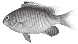 Stegastes insularis (島嶼高身雀鯛)