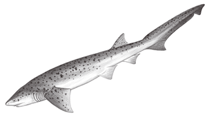 Notorynchus cepedianus (油夷鯊)縮圖