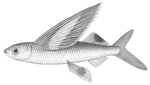 Cheilopogon abei (阿氏鬚唇飛魚)-資源代表圖