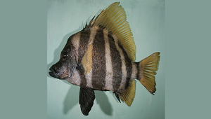 Evistias acutirostris (尖吻棘鯛)縮圖