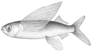 Cheilopogon unicolor (白鰭鬚唇飛魚)