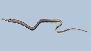 Serrivomer sector (長齒鋸鋤鰻)縮圖