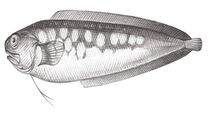 Neobythites sivicola (黑潮新鼬魚)縮圖