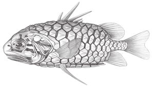 Monocentris japonica (日本松毬魚)-資源代表圖