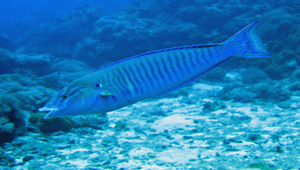 Hologymnosus doliatus (狹帶全裸鸚鯛)