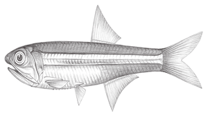 Stolephorus insularis (島嶼側帶小公魚)縮圖