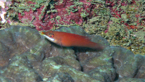 Pseudocheilinus evanidus (姬擬唇魚)縮圖