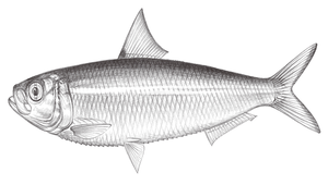 Sardinella gibbosa (隆背小沙丁魚)-資源代表圖