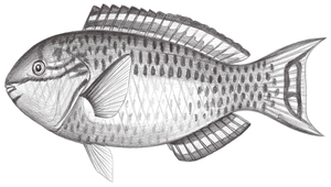 Scarus chameleon (藍臀鸚哥魚)縮圖