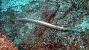 Aulostomus chinensis (中華管口魚)縮圖