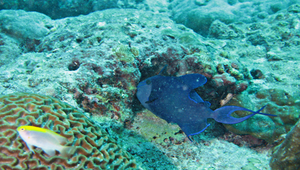 Odonus niger (紅牙鱗魨)縮圖