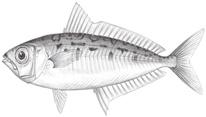 Equulites elongatus (長身馬鰏)縮圖