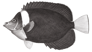 Chaetodontoplus personifer (罩面荷包魚)縮圖