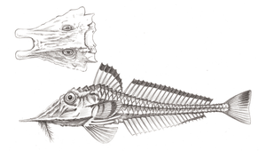 Peristedion liorhynchus (光吻黃魴鮄)縮圖